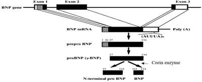 Impact of high intensity interval and moderate continuous training on plasma ratios of ProBNP1-108/BNP1-32 and NT-pro-BNP1-76/BNP1-32 after coronary artery bypass grafting surgery